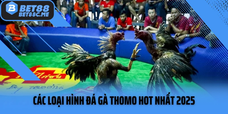 Các loại hình đá gà Thomo hot nhất 2025