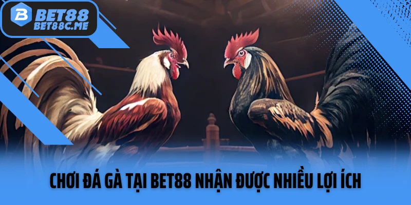 Chơi đá gà tại Bet88 nhận được nhiều lợi ích
