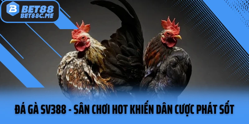 Đá gà SV388 - Sân Chơi Máu Lửa Khiến Dân Cược Phát Sốt
