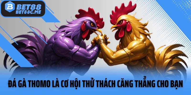 Đá gà Thomo là cơ hội thử thách căng thẳng cho bạn