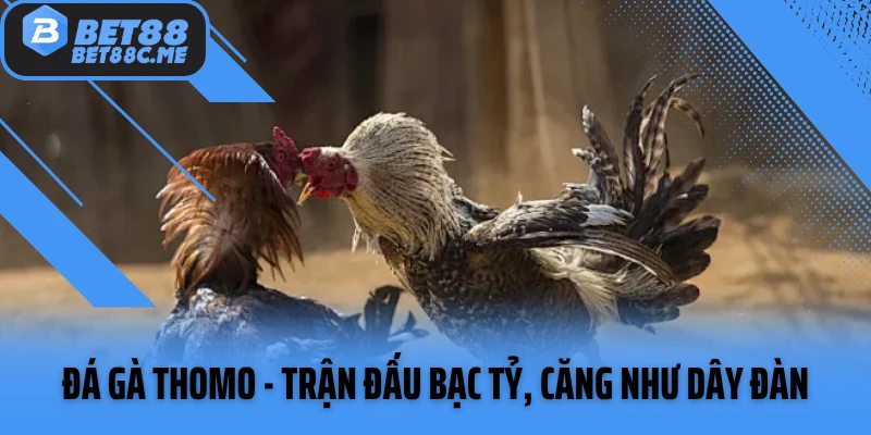 Đá gà Thomo - Trận Đấu Bạc Tỷ, Căng Như Dây Đàn