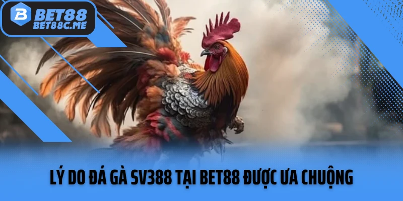 Lý do đá gà SV388 tại Bet88 được ưa chuộng