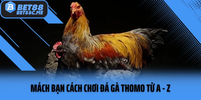 Mách bạn cách chơi đá gà Thomo từ A - Z